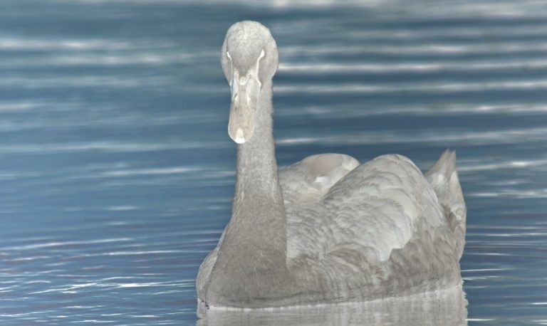 gray-swan-checkpoint
